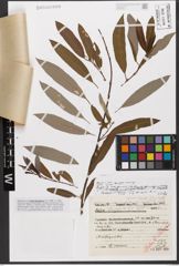Foto von Salix hastata L. x Salix reticulata L.